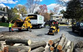 Best Tree Preservation Services  in Mystic, CT