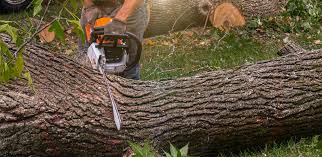 Best Fruit Tree Pruning  in Mystic, CT