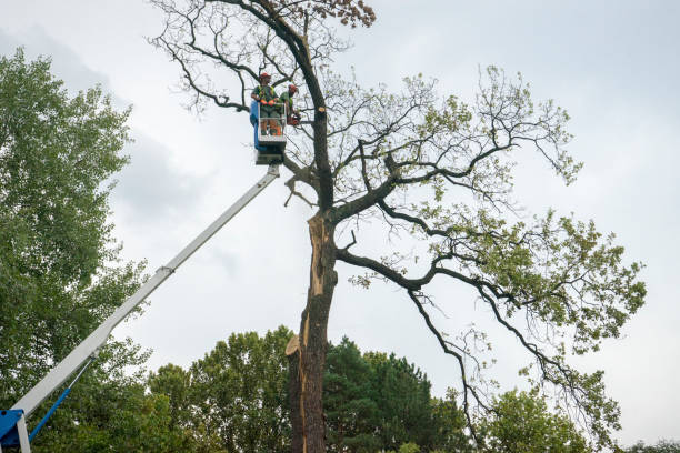 Best Root Management and Removal  in Mystic, CT