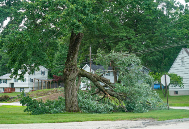 Best Root Management and Removal  in Mystic, CT