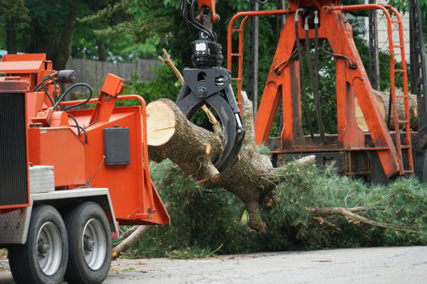 Best Tree and Shrub Care  in Mystic, CT