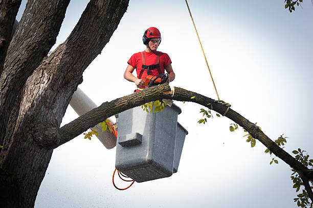 Professional  Tree Services in Mystic, CT