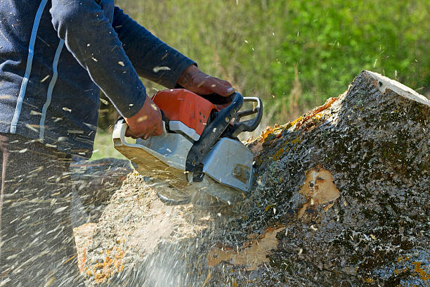 Best Stump Grinding and Removal  in Mystic, CT