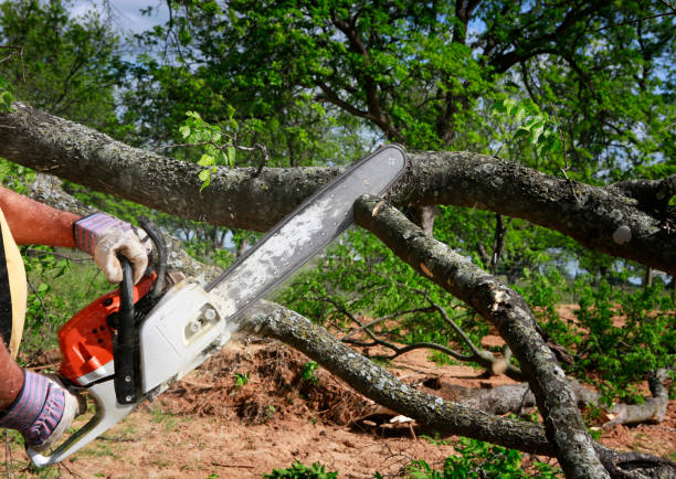 Best Tree Mulching Services  in Mystic, CT